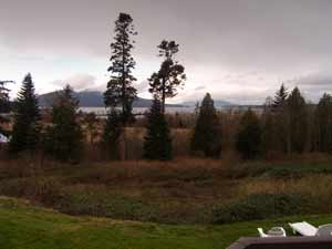 Fir trees and water from Ship Harbor Inn on a cloudy day.