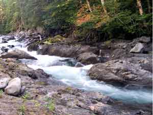 Cascading water in forest.