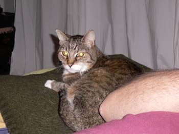 cats and seats 043