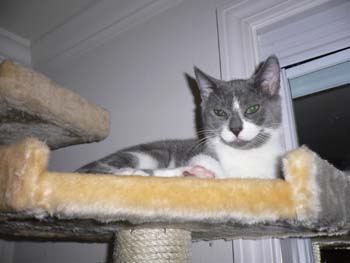 josie tree