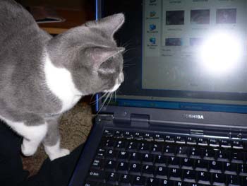 more cats 004