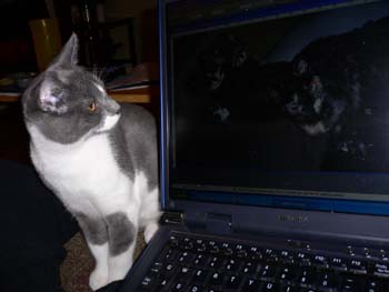 more cats 010