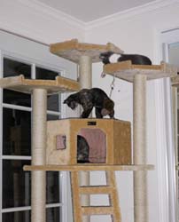 2 in tree