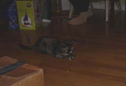 bella_laser