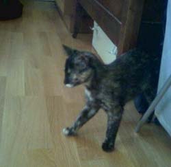 bella_out